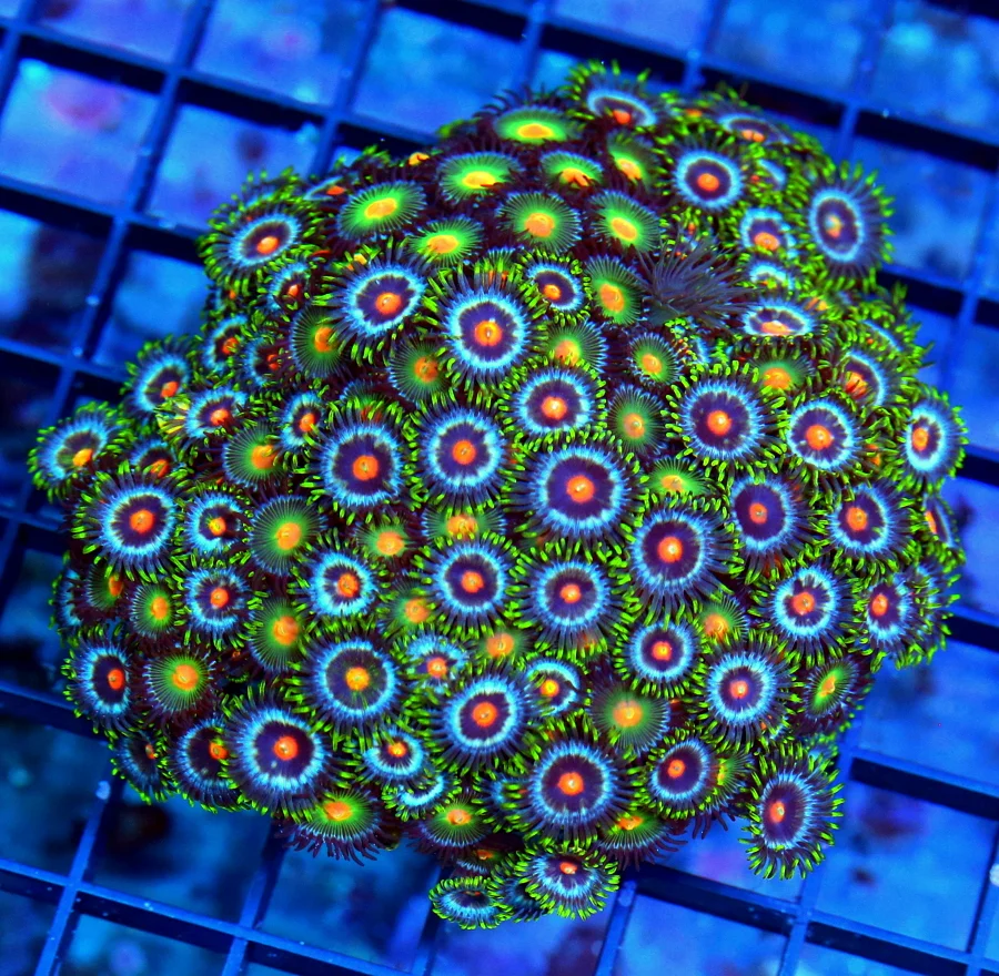4.5x4.5 COMBO ZOANTHID CORAL - ULTRA ULTRA COLORED VERY RARE SOLOMON ISLAND COMBO ZOA