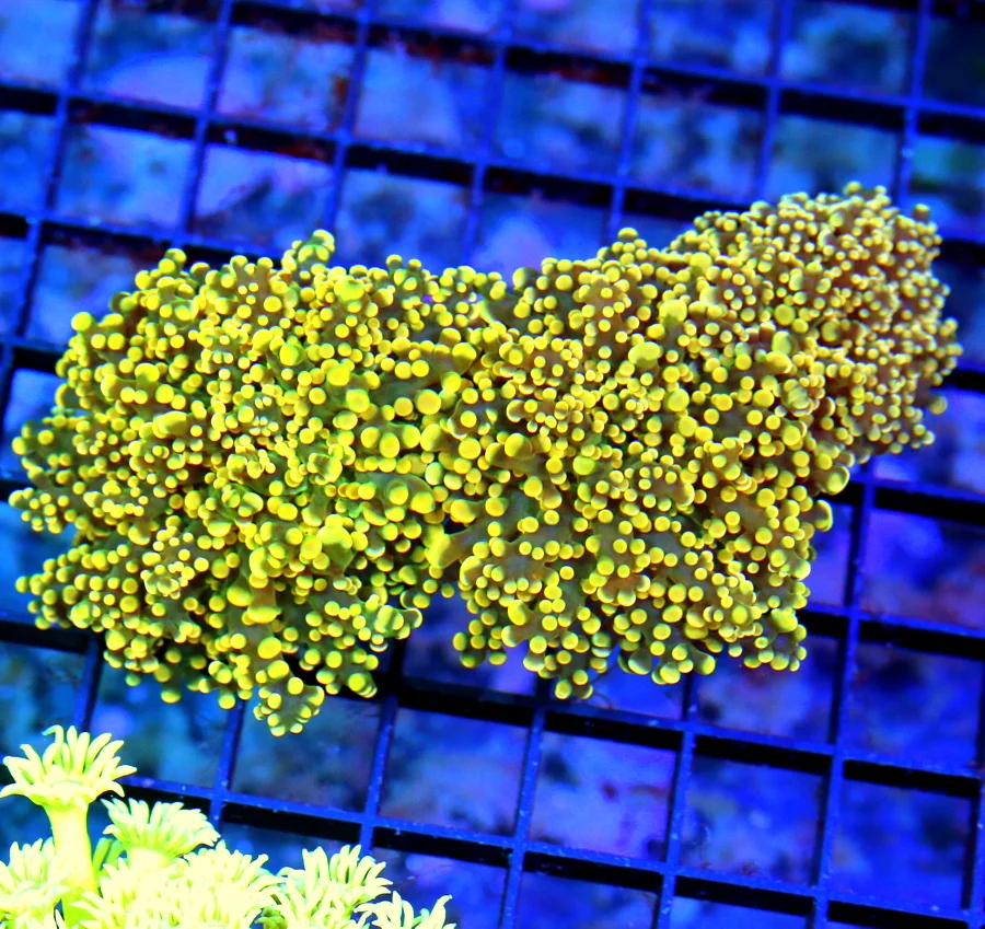 5.5x4.5 BRANCHING OCTOSPAWN CORAL - SUPER NEON ORANGE TIPPED ULTRA COLORED BRANCHING OCTOSPAWN