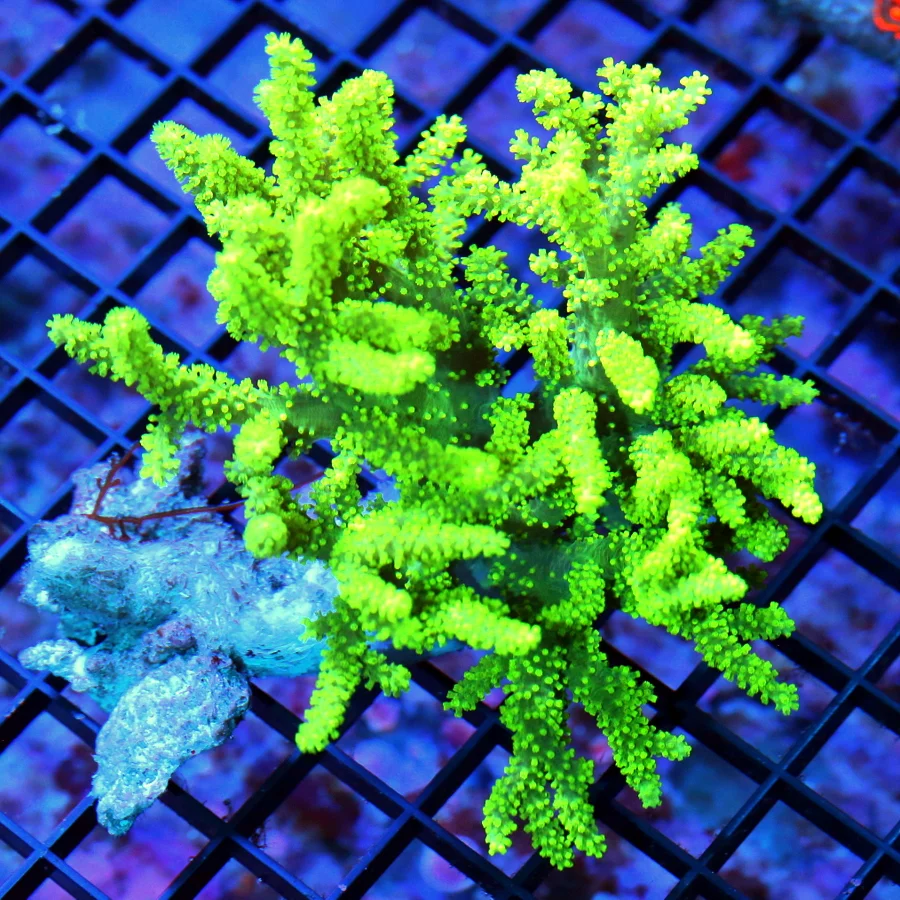 5.5x5.5 SINULARIA LEATHER CORAL - SUPER GLOW IN THE DARK LEMON LIME YELLOW SINULARIA LEATHER CORAL