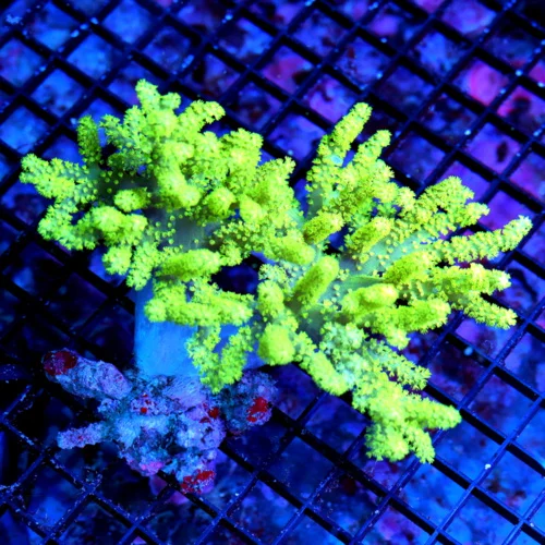 7x6 XXL SINULARIA LEATHER - ULTRA COLORED LEMON LIME YELLOW SINULARIA LEATHER CORAL