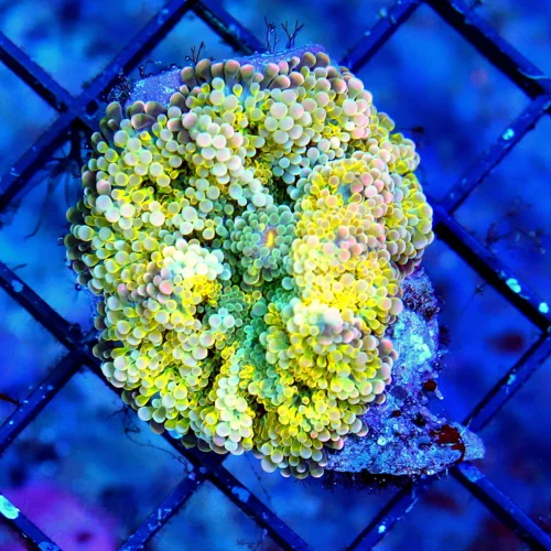 3 GIANT RICORDIA YUMA CORAL - RARE SOLOMON ISLAND RICORDIA YUMA MUSHROOM CORAL