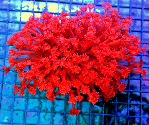 6.5x5.5 GONIOPORA CORAL - ULTRA COLORED FIRECRACKER RED GONIOPORA CORAL
