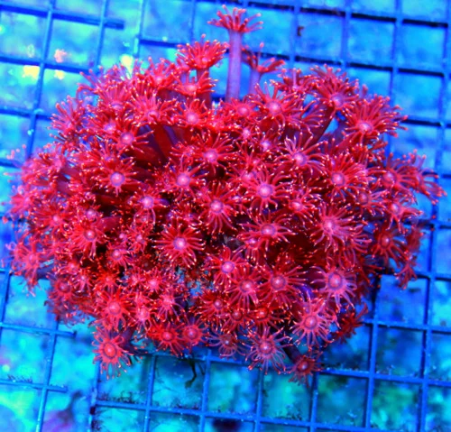 5x5 GONIOPORA CORAL - ULTRA GRADE ULTRA COLORED FIREBALL TIPPED RED GONIOPORA CORAL