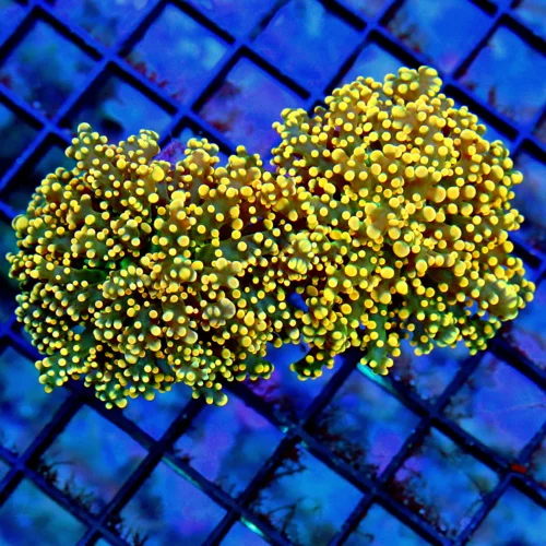 4.5x3 BRANCHING OCTOSPAWN CORAL - NEON GREEN BODY ORANGE TIPPED BRANCHING OCTOSPAWN CORAL