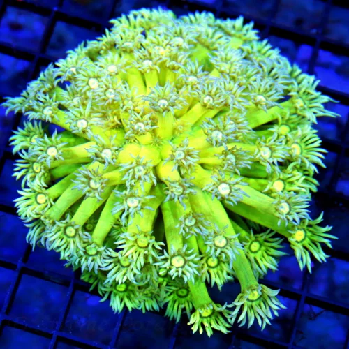 5.5x5.5 GONIOPORA CORAL - HANDPICKED ULTRA GRADE SUPER COLORED YELLOW BLUE TIPPED GONIOPORA CORAL