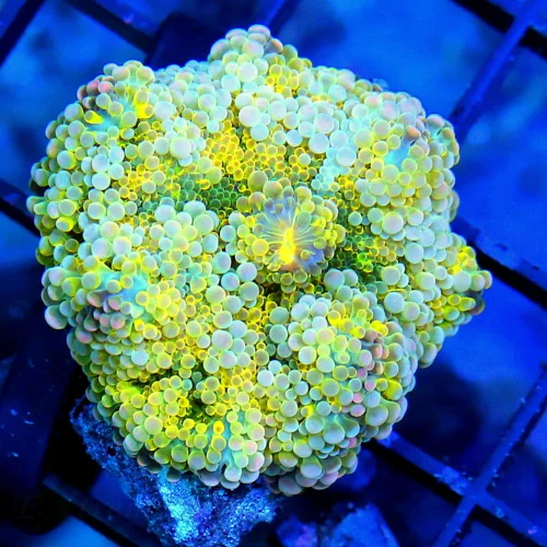 2.5  GIANT RICORDIA YUMA CORAL - RARE SOLOMON ISLAND RICORDIA YUMA MUSHROOM CORAL