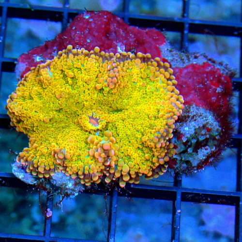 3  GIANT RICORDIA YUMA CORAL - RARE SOLOMON ISLAND RICORDIA YUMA MUSHROOM CORAL