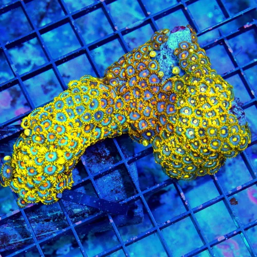 4.5 ZOANTHID CORAL COLONY - ULTRA ULTRA COLORED HANDPICKED VERY HARD TO GET SOLOMON ISLAND ZOANTHID