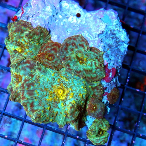 5x4.5 DISCOSOMA MUSHROOM CORAL - VERY VERY RARE ULTRA ULTRA COLORED DISCOSOMA MUSHROOM