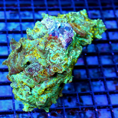 5x4.5x4 DISCOSOMA MUSHROOM CORAL - FULLY COVERED ULTRA ULTRA GRADE COLLECTOR'S ITEM DISCOSOMA MUSHRO