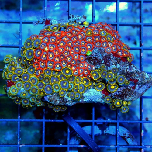 4.5x3.5 COMBO ZOANTHID CORAL - ULTRA ULTRA COLORED VERY RARE SOLOMON ISLAND COMBO ZOA