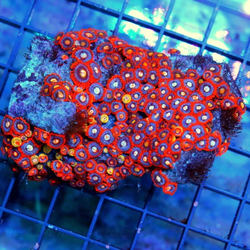 4.5x4 COMBO ZOANTHID CORAL - ULTRA ULTRA COLORED VERY RARE SOLOMON ISLAND COMBO ZOA