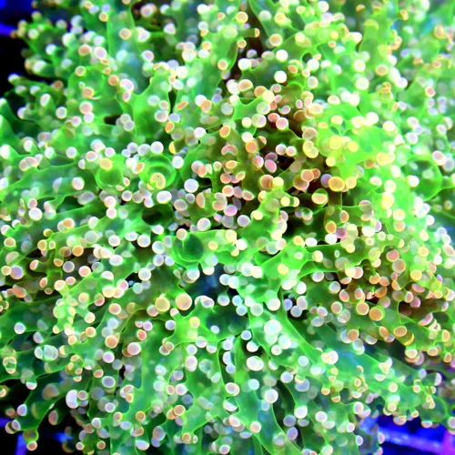 6x6 BRANCHING OCTOSPAWN - ONE OF A KIND OUTRAGOUS SHOWPIECE BRANCHING OCTOSPAWN CORAL