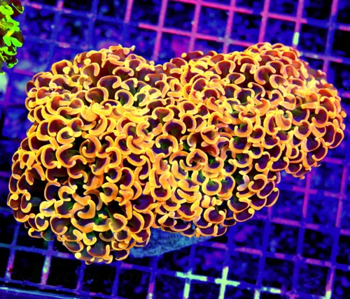 7x5 XXL HAMMER CORAL - ULTRA ULTRA COLORED NEON ORANGE AND PINK HAMMER CORAL