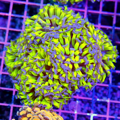 6x6 BRANCHING HAMMER CORAL - BRIGHT NEON NEON GREEN BLUE TIPPED BRANCHING HAMEMR CORAL