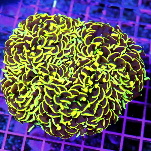 5.5x5.5 HAMMER CORAL - OUTRAGOUS NEON YELLOW AND ORANGE HAMMER CORAL