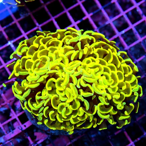 5x5 HAMMER CORAL - GLOW IN THE DARK BLUE PAINTED SUPER ULTIMATE HAMMER CORAL