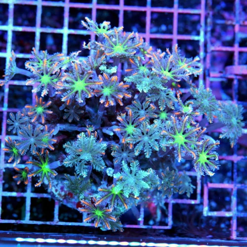 4.5x4.5 XL CLOVE POLYPS - ULTRA COLORED TRUE FIRECRACKER CLOVE POLYPS