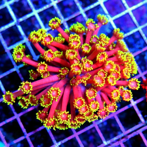 4.5x4.5 SCOTT'S PICK OF THE MONTH  GONIOPORA CORAL - ULTRA ULTRA COLORED RAINBOW GONIOPORA