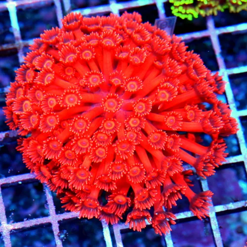 4x4 GONIOPORA CORAL - GLOWING NEON RED BLUE EYED ULTRA GONIOPORA CORAL