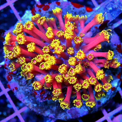 4x4 GONIOPORA CORAL - HANDPICKED BY SCOTT RAINBOW ULTRA GRADE GONIOPORA CORAL