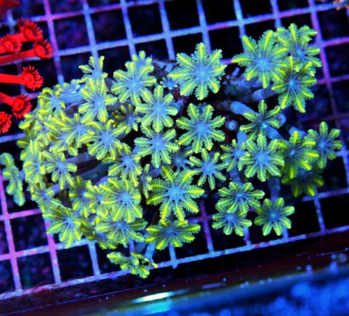 5x4 CLOVE POLYPS CORAL - ULTRA COLORED YELLOW FIRECRACKER BLUE EYED CLOVE POLYPS