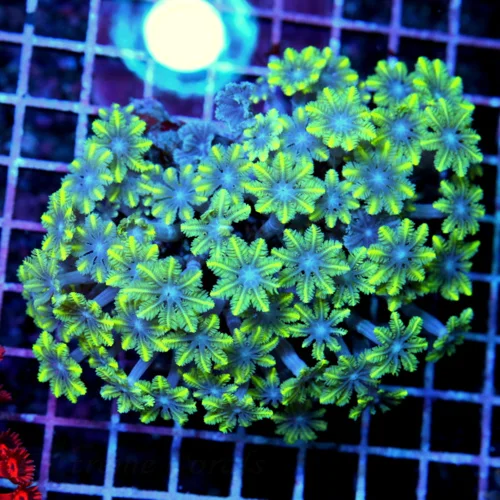 5x4 CLOVE POLYPS CORAL - ULTRA COLORED YELLOW FIRECRACKER BLUE EYED CLOVE POLYPS
