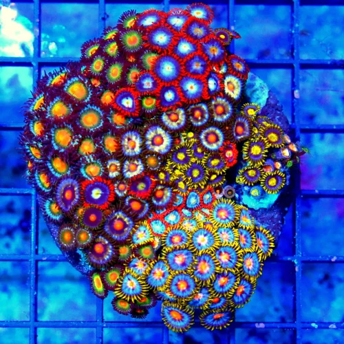 4" COMBO ZOANTID CORAL COLONY - ULTRA GRADE ULTRA COLORED "HAPPY FAMILY"  COMBO ZOANTHIDS