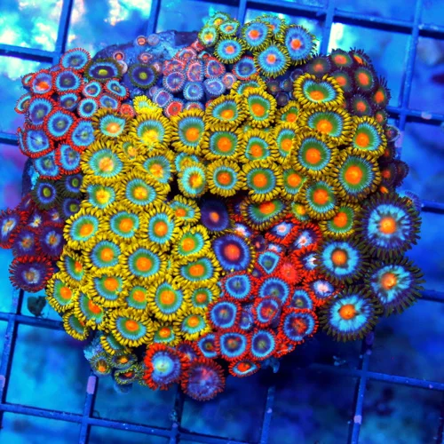 4" COMBO ZOANTID CORAL COLONY - ULTRA GRADE ULTRA COLORED "HAPPY FAMILY"  COMBO ZOANTHIDS