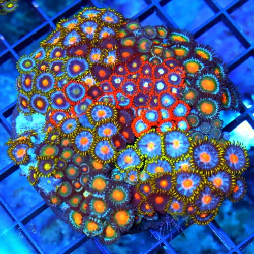 4" COMBO ZOANTID CORAL COLONY - ULTRA GRADE ULTRA COLORED "HAPPY FAMILY"  COMBO ZOANTHIDS