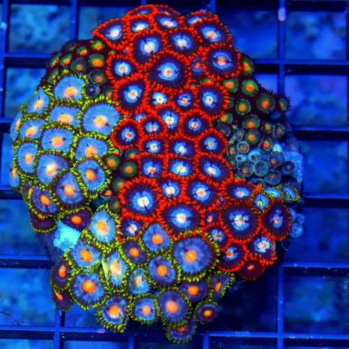 4" COMBO ZOANTID CORAL COLONY - ULTRA GRADE ULTRA COLORED "HAPPY FAMILY"  COMBO ZOANTHIDS