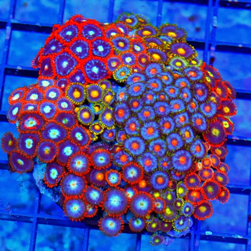 4" COMBO ZOANTID CORAL COLONY - ULTRA GRADE ULTRA COLORED "HAPPY FAMILY"  COMBO ZOANTHIDS