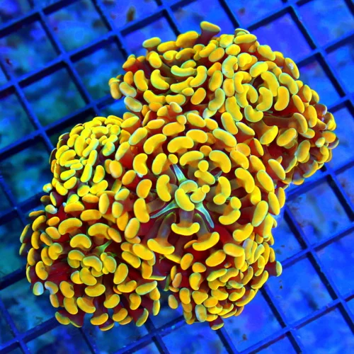 5.5x4.5 BRANCHING HAMMER CORAL - HANDPICKED ULTRA GRADE MULTICOLORED ORANGE HAMMER CORAL
