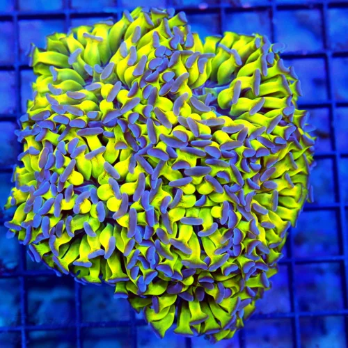 5.5x5.5 BRANCHING HAMMER CORAL - SHOWPIECE NEON PURPLE TIPPED BRANCHING HAMMER CORAL