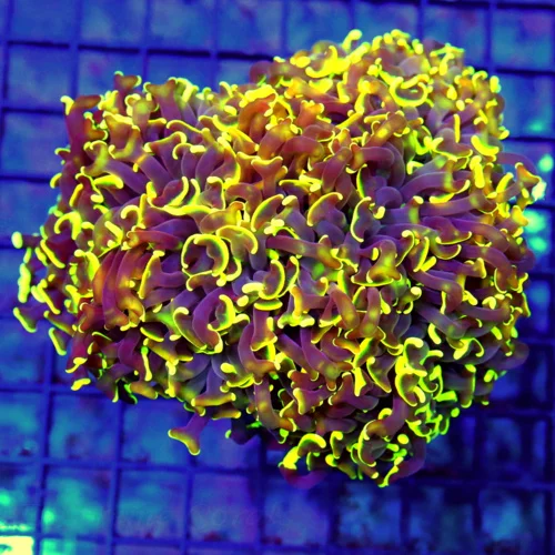 5.5x5.5 HAMMER CORAL - HAVEN'T SEEN IN A LONG TIME HANDPICKED ULTRA COLORED HAMMER CORAL