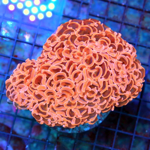 5.5x4.5 HAMMER CORAL - NEON NEON PINK AND ORANGE ULTRA GRADE ULTRA HAMMER CORAL