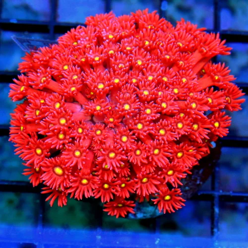 4x4 GONIOPORA CORAL - ULTRA COLORED CHERRY BOMB RED YELLOW EYED GONIOPORA CORAL