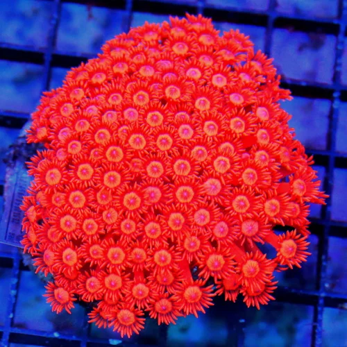 4.5x4 GONIOPORA CORAL - HANDPICKED