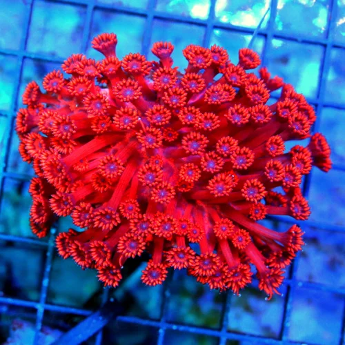 4.5x4.5 GONIOPORA CORAL - ULTRA GRADE BLUE EYED FIRE ENGINE RED GONIOPORA CORAL