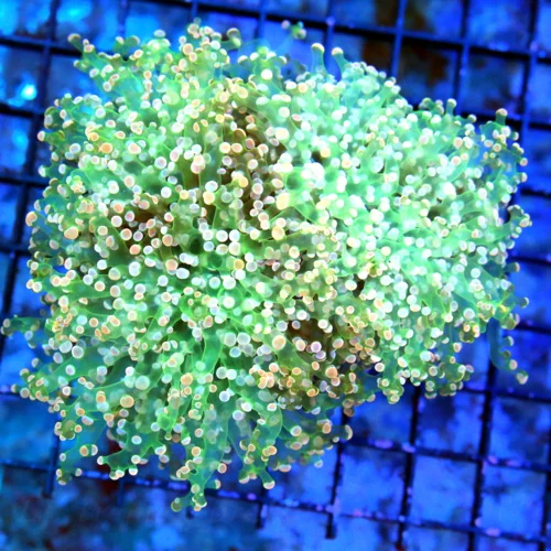 5.5x5.5 OCTOSPAWN CORAL - SPECTACULAR NEON GREEN TENTACLED ORANGE TIP SHOWPIECE OCTOSPAWN