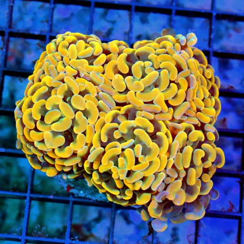 5x4 BRANCHING HAMMER CORAL - SUPER MULTICOLORED ORANGE ULTRA GRADE BRANCHING HAMMER