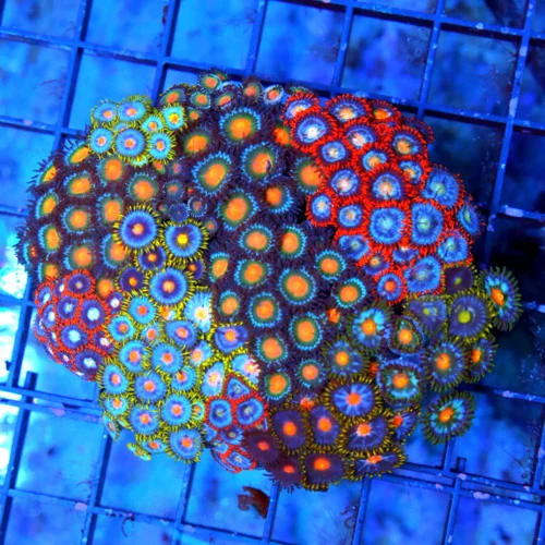 4" COMBO ZOANTID CORAL COLONY - ULTRA GRADE ULTRA COLORED "HAPPY FAMILY"  COMBO ZOANTHIDS