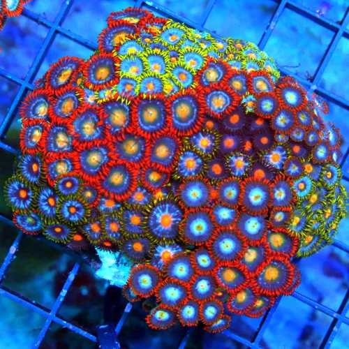 4" COMBO ZOANTID CORAL COLONY - ULTRA GRADE ULTRA COLORED "HAPPY FAMILY"  COMBO ZOANTHIDS