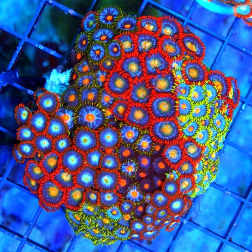 4" COMBO ZOANTID CORAL COLONY - ULTRA GRADE ULTRA COLORED "HAPPY FAMILY"  COMBO ZOANTHIDS