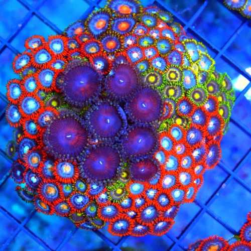 4" COMBO ZOANTID CORAL COLONY - ULTRA GRADE ULTRA COLORED "HAPPY FAMILY"  COMBO ZOANTHIDS