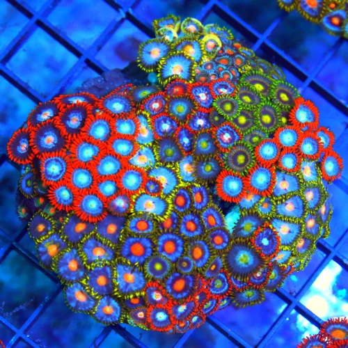 4" COMBO ZOANTID CORAL COLONY - ULTRA GRADE ULTRA COLORED "HAPPY FAMILY"  COMBO ZOANTHIDS