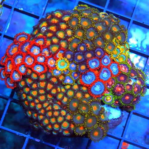 4.5x4.5 GONIOPORA CORAL - HANDPICKED ULTRA COLORED BLUE JEWELED EYED FIRE ENGINE RED GONIOPORA