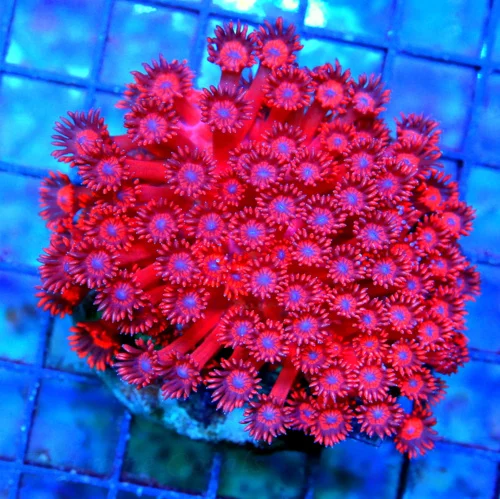 4.5x4 GONIOPORA CORAL - SUPER NEON RED BLUE ALIEN EYED ULTRA COLORED GONIOPORA CORAL