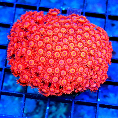 4.5x4 GONIOPORA CORAL - SUPER NEON RED BLUE ALIEN EYED ULTRA COLORED GONIOPORA CORAL