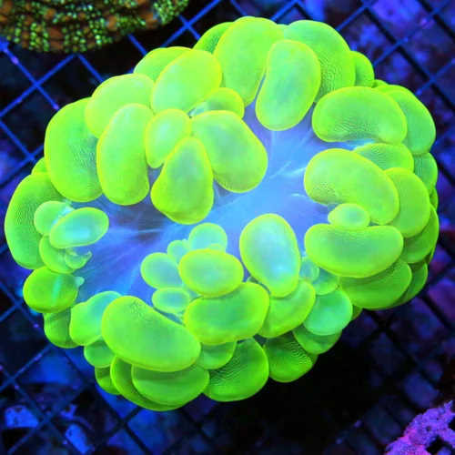 5.5x5 BUBBLE CORAL - NEON NEON LEMON LIME YELLOW BUBBLE CORAL